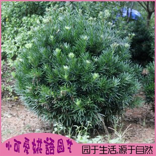 罗汉松球雀舌罗汉松树苗盆景x小叶罗汉松造型圆叶珍珠别墅庭院绿