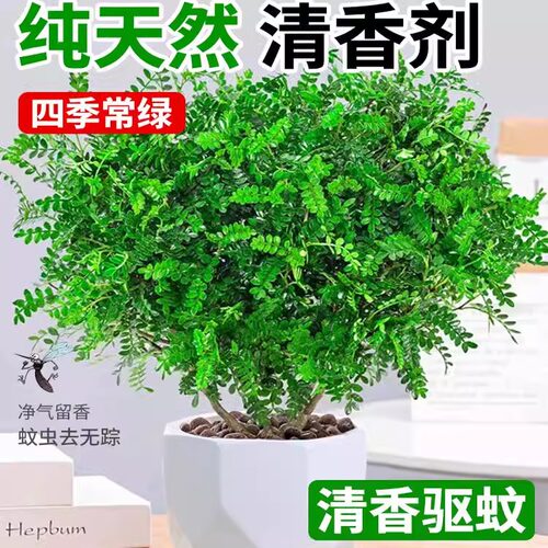 正宗清香胡椒木盆栽花卉室内老桩驱D蚊草植物盆景蛋糕装饰绿植好