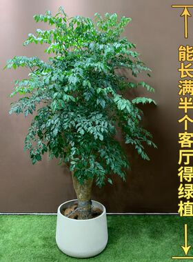 幸福树盆c栽大棵客厅绿植落地大型室内老桩造型好养办公室招财绿