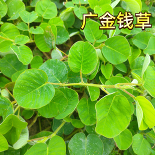 正宗广金钱草中草药新鲜鲜现采天然大叶金钱草
