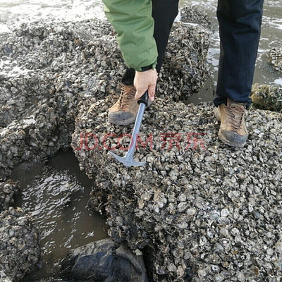 赶海挖海蛎子工具敲敲扇贝小镐撬生蚝壳菜拾贝挖牡蛎工具海蛎子钩