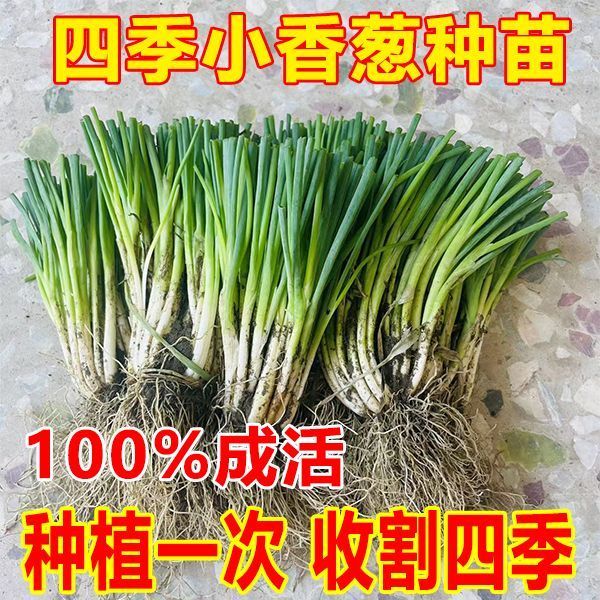正宗广西香葱根苗四季小香葱盘栽