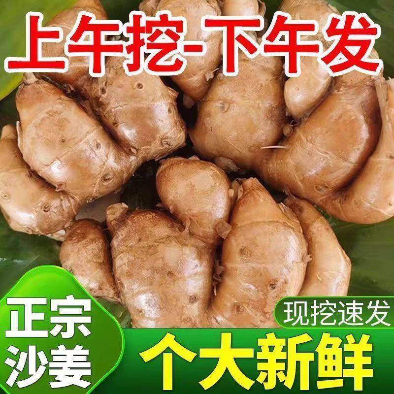 正宗广东精选沙姜新鲜沙姜现挖现发白切鸡椰子鸡蘸料沙姜生鲜包邮
