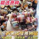 广西黑皮甘蔗苗种子南北方种植水果苗盆栽黄皮甘蔗种高产甘蔗种苗