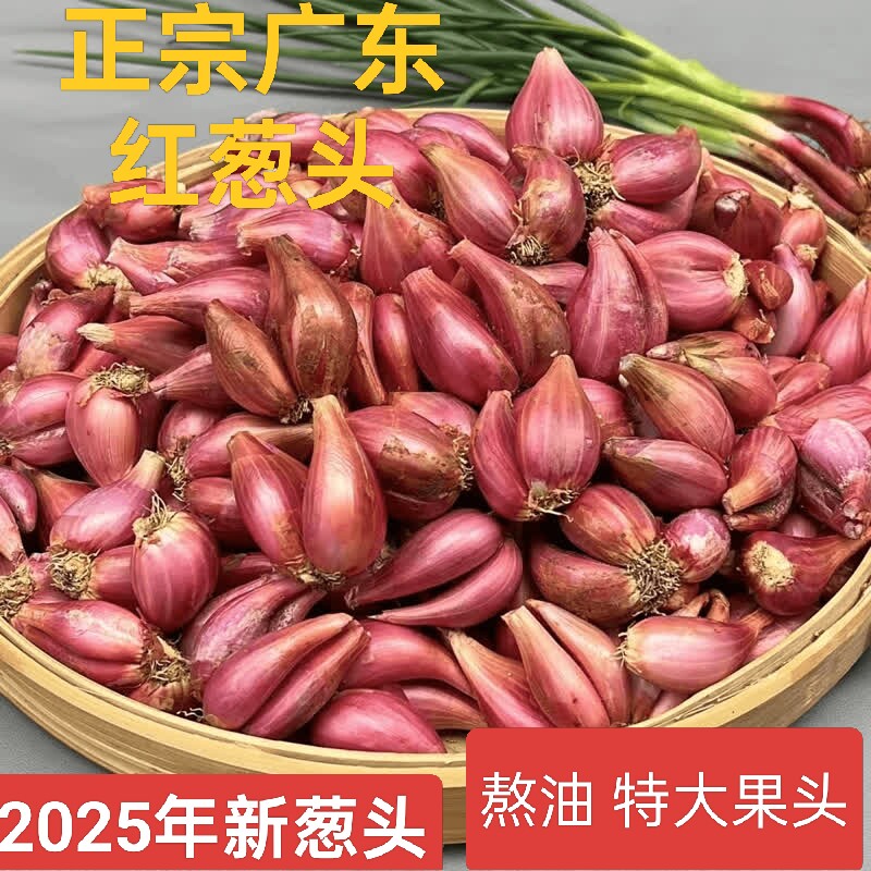 正宗红葱头香葱食用熬油盆栽种植