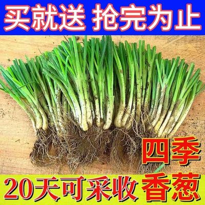 正宗广西香葱根苗四季小香葱盘栽