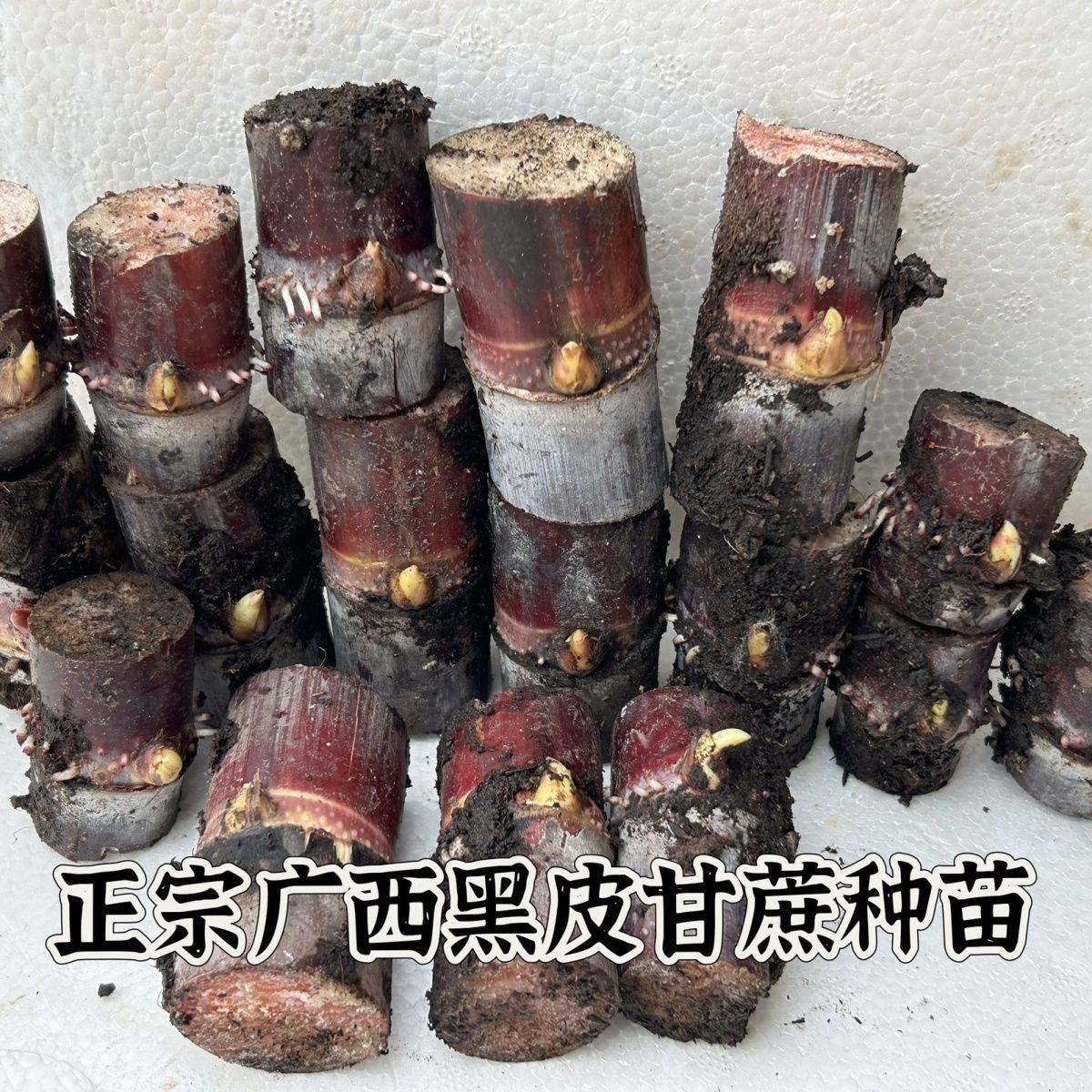 黑皮甘蔗苗带芽甘蔗种苗秧苗盆栽