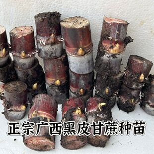 黑皮甘蔗苗带芽甘蔗种苗秧苗种紫皮南方北方种植水果庭院地栽盆栽