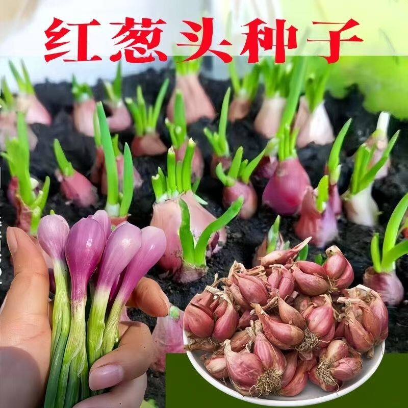 正宗红葱头香葱食用熬油盆栽种植