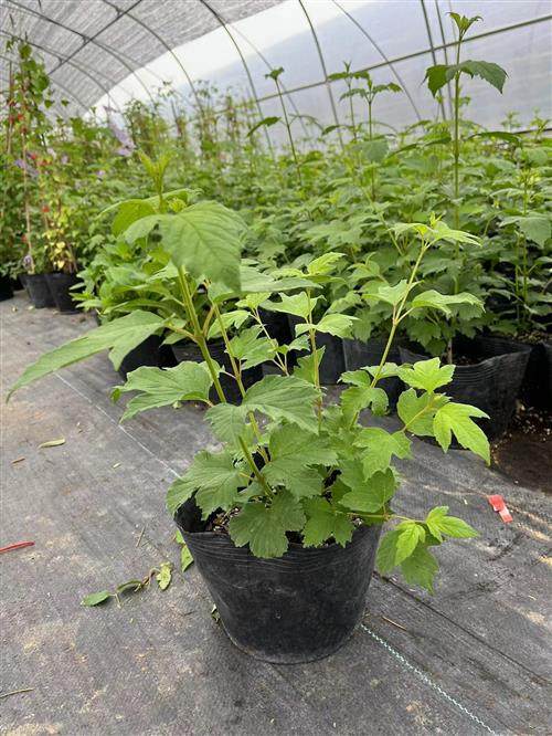 欧洲木绣球玫瑰盆栽乔木绣球树花园阳台庭院花卉植物耐寒绣球荚蒾,鲜花速递/花卉仿真/绿植园艺,绣球/木绣球/木本植物,淘宝优惠券,粉丝福利购,淘宝优惠卷