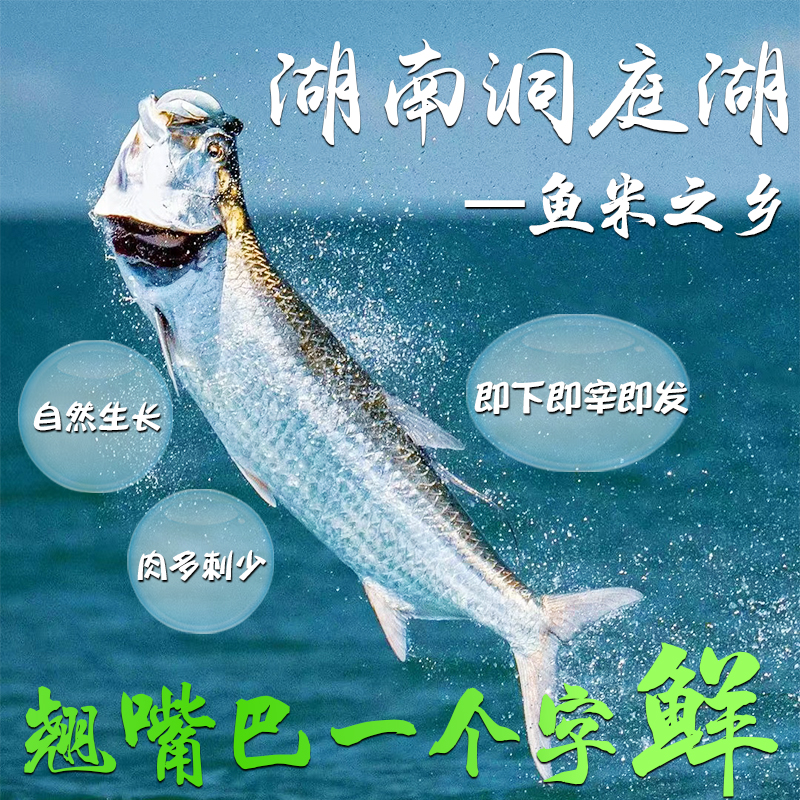 新鲜翘嘴鱼湖区现捕冷链锁鲜佳礼