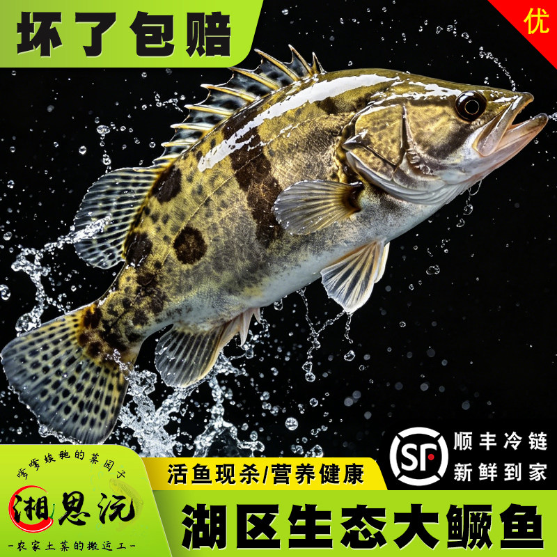 湖南湖区鳜鱼新鲜桂鱼发顺丰生态斑鳜老虎斑季花鱼大眼鳜鳌臭鳜鱼