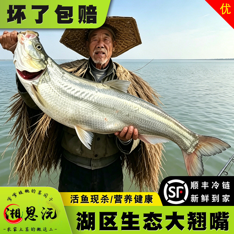 湖南湖区翘嘴鱼鲜活大白刁鱼白鱼米级翘嘴鲌白丝翘壳现宰顺丰冷链