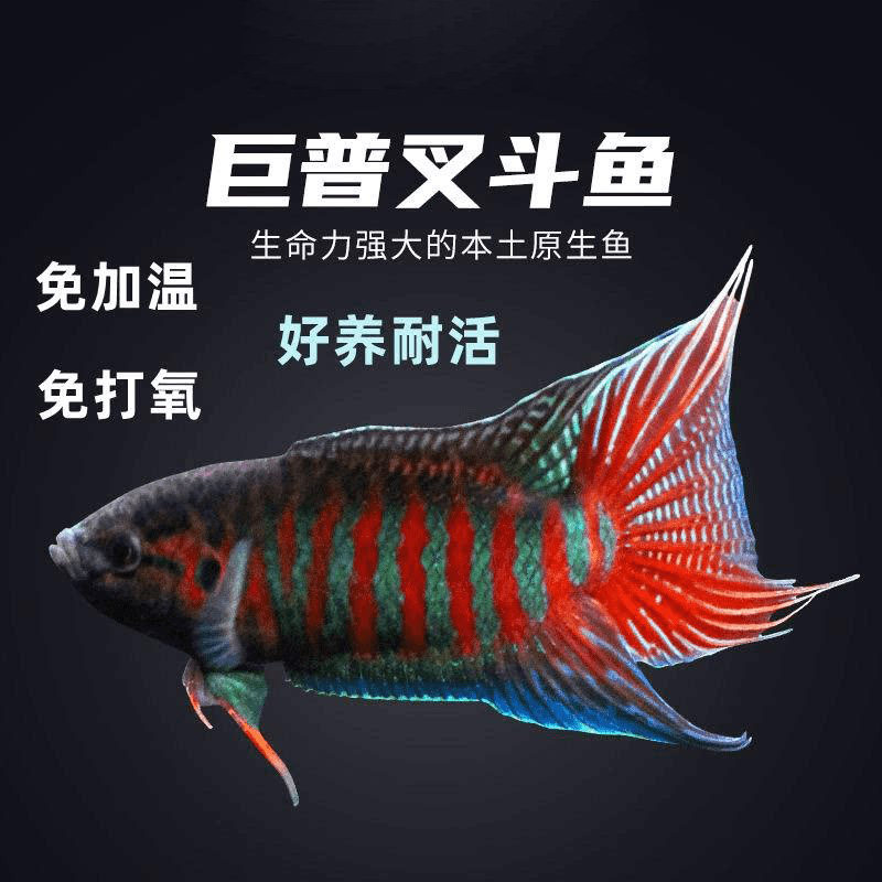 中国斗鱼不用打氧国斗普叉改良巨鱼
