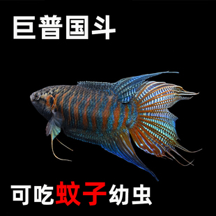 巨普斗鱼中国斗鱼活体活鱼冷水淡水观赏鱼好养耐养小型蚊子克星