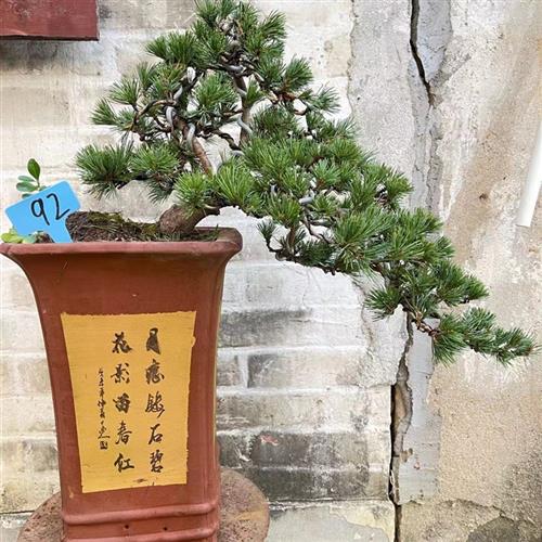 五针松盆景树桩矮霸造型黑松盆景实物 老桩短针大板松罗汉松包邮