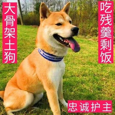 中华田园犬家养幼犬土狗小狗混血狗大黄狗纯黑小白狗体活体种狗崽