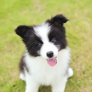 边牧幼犬陨石边境牧羊犬金边牧三通七白边牧黑白高智商混血宠物狗