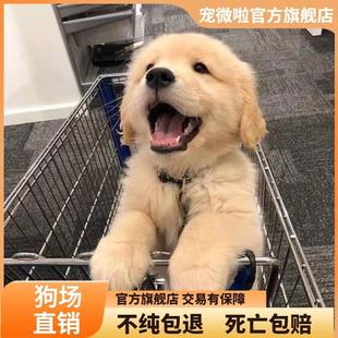 金毛犬大型狗狗活物宠物狗纯种金毛枫叶红沙滩色活泼可爱金毛幼犬