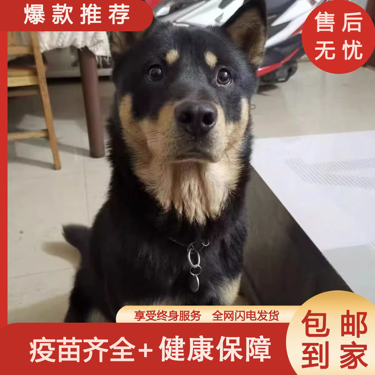 四眼铁包金好养正宗银看家狗黑柴犬混血便宜中华田园犬土狗短毛狗