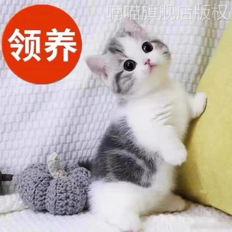 猫咪活物宠物幼猫奶牛猫三花猫便宜美短小猫蓝猫金银渐层猫猫橘猫