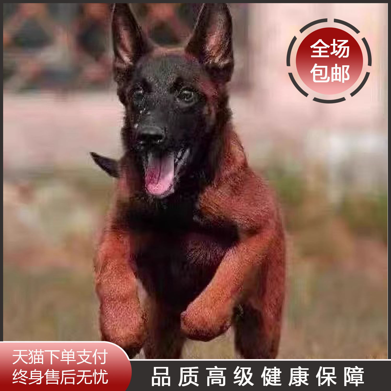 马犬混血爆红大型犬科目犬工作犬家养看门狗狗狗短毛黄马黑马红马