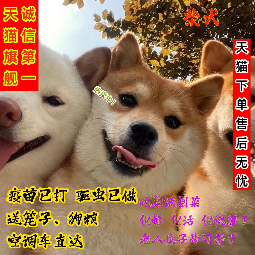 日本柴犬幼犬活泼看家护院黑豆小柴中小型好养活秋田短毛可爱幼崽