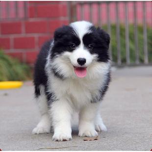 纯种边牧幼犬活体宠物狗狗家养正宗边境牧羊犬七白三通狗活物幼崽