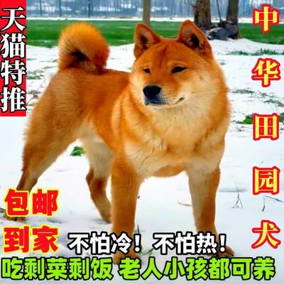 中华田园犬土狗黄狗看门狗黄狗白面幼崽宠物狗混血活体农村看门狗