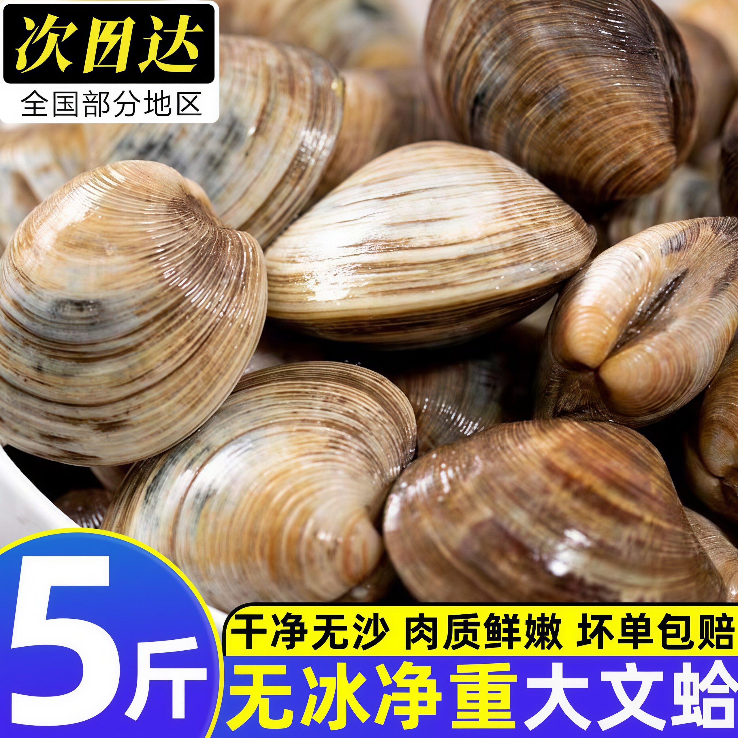 辽宁丹东鲜冻无冰无沙大肉蛤蜊