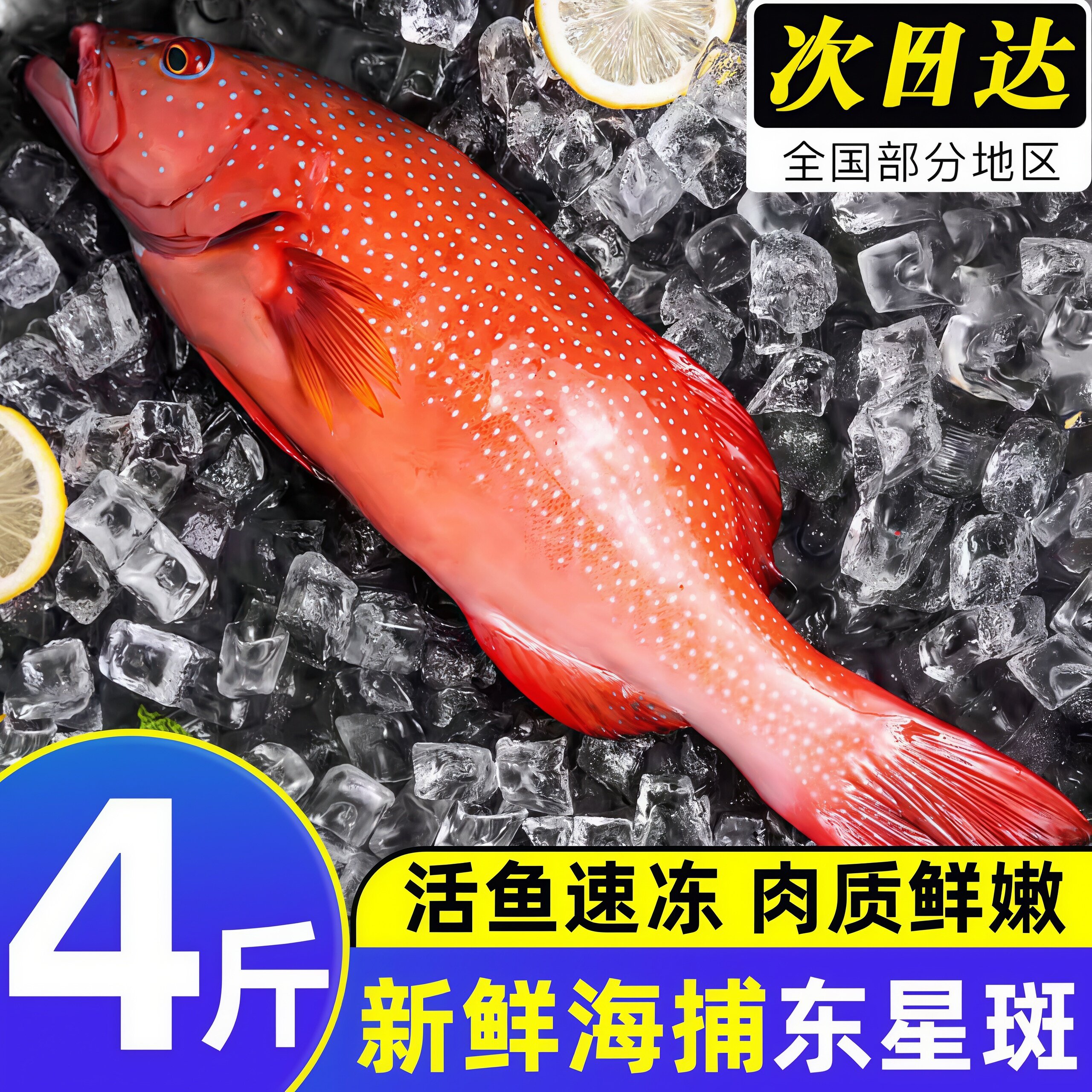 新鲜东星斑深海捕捞鲜活冷冻商用