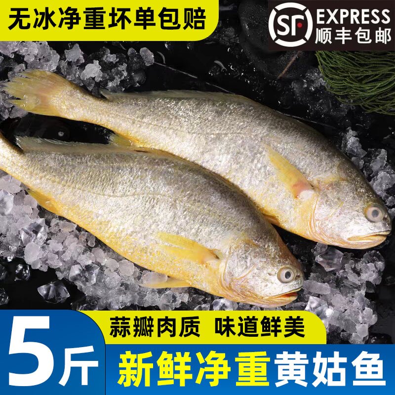 新鲜黄姑鱼鲜活冷冻海鱼批发商用