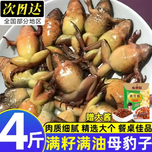 东北速冻林蛙满籽满油送大酱