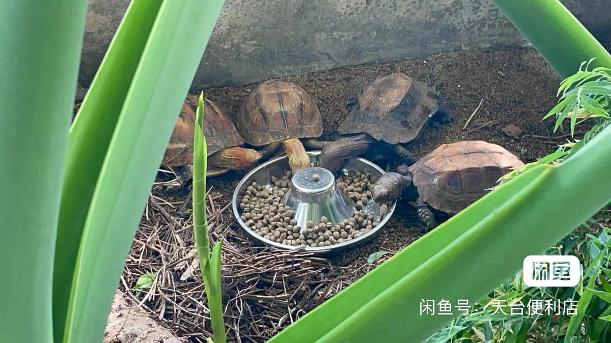 龟用食盆 21cm 带防溅设计喂食器