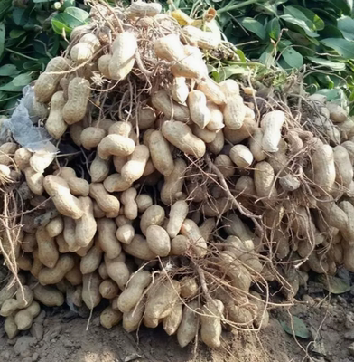 罗汉果花育42花生种子 手工脱壳精选高产抗病薄皮高油花生种籽孑