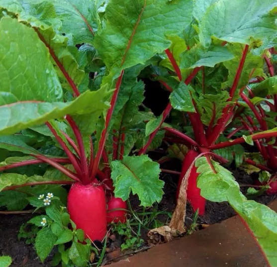 双红一号红萝卜种子 夏季耐高温罗卜早熟耐糠心优质红皮萝卜籽种