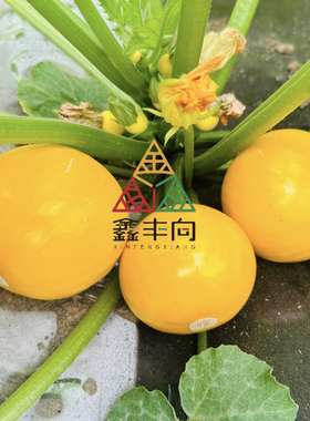 多宝苹果西葫芦种子短蔓杂交金黄色西葫芦菜瓜种籽春秋季易种蔬菜