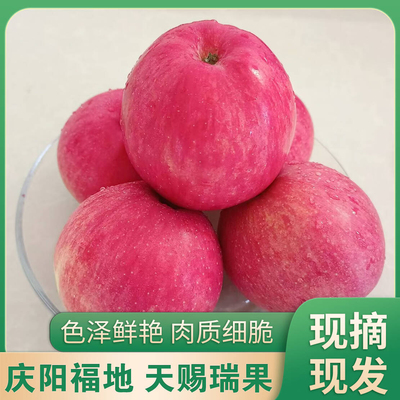 甘肃庆阳苹果瑞阳苹果2025年新鲜现摘顺丰快递送到家