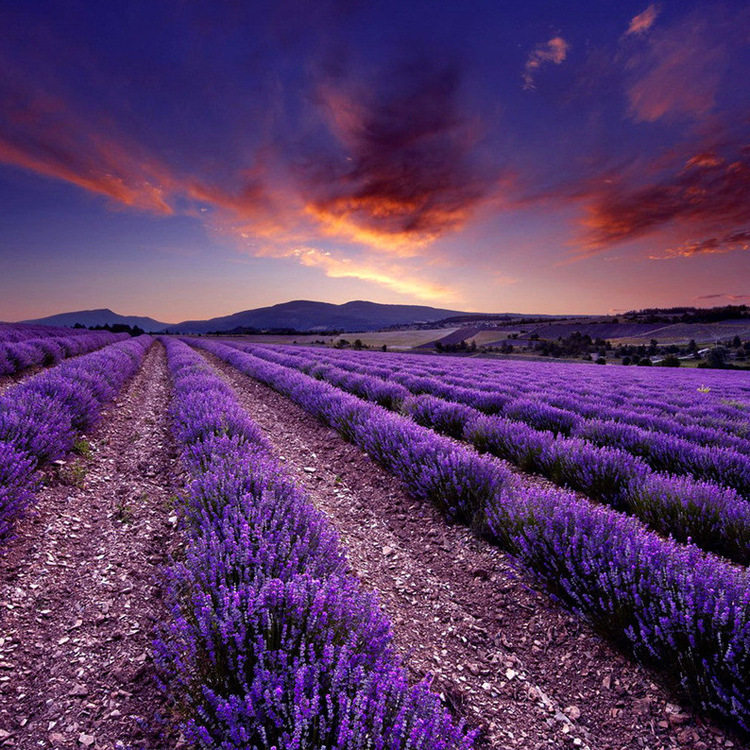 包邮家庭园艺阳台盆栽植物法国普罗旺斯薰衣草种子香水植物灵香草