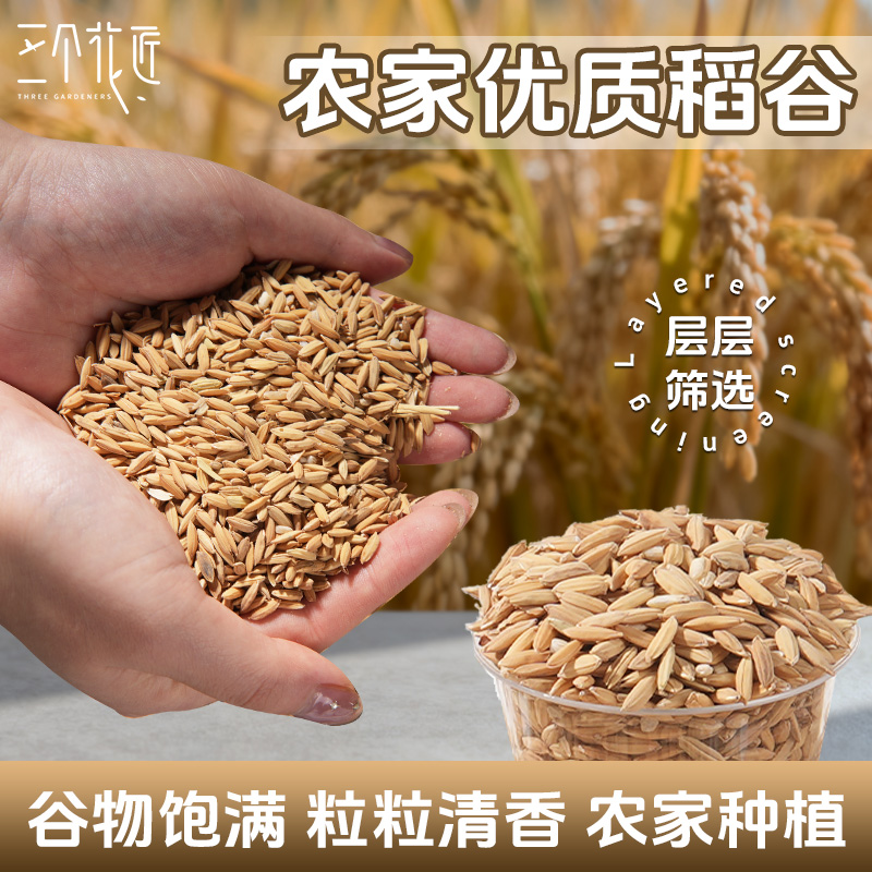 新鲜带壳稻谷谷子水稻稻子粮食