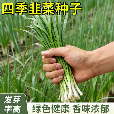 本地韭菜种子耐寒抗冻四季播
