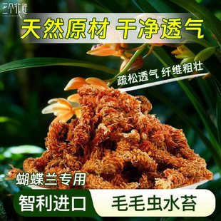智利进口水苔毛毛虫水苔干苔藓养兰花文心兰营养土乌龟垫材专用