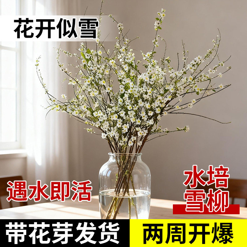 雪柳鲜枝带花苞水养干枝客厅水培