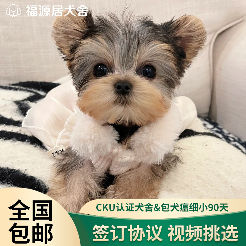 纯种约克夏梗幼犬韩版金头银背赛级双血统茶杯体小型犬活体宠物狗