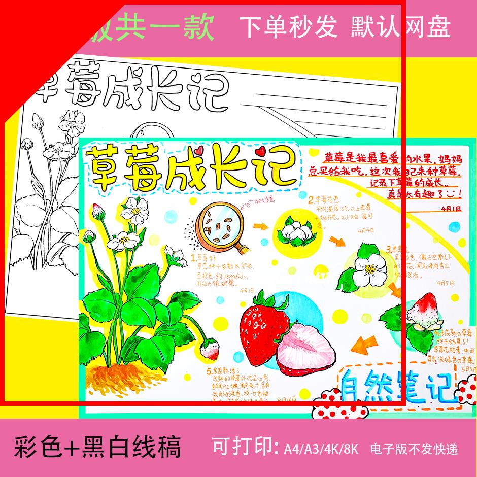 可打印自然笔记草莓成长记录手抄报线稿草莓生长观察日记电子植物