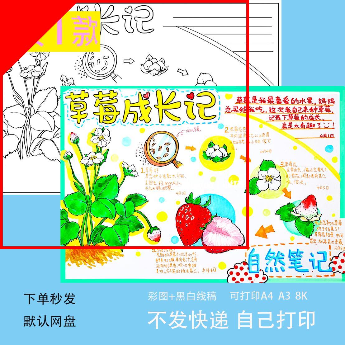 可打印自然笔记草莓成长记录手抄报线 线稿草莓生长观察日记电子