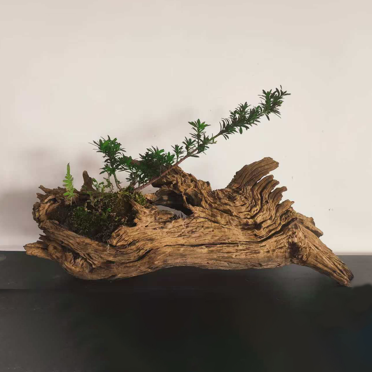 莫山堂枯木盆景根艺花盆创意花器