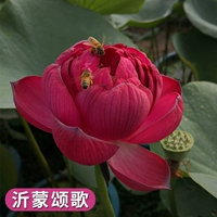 Выбранные саженцы лотоса [песня Yimeng Song] 4 растения/заказы, чтобы получить воду -солушные удобрения