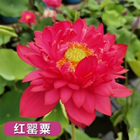 Выбранные саженцы лотоса [красный мак] Четыре растения/заказ на отправку растворенных удобрений с водой