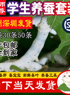 蚕宝宝活体学生养蚕套装送吃的新鲜嫩桑叶七彩色金蚕宝宝卵籽包活